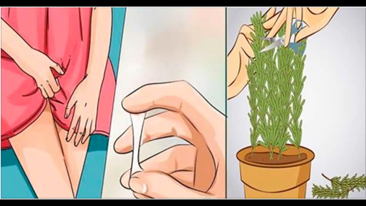 Como plantar puerros